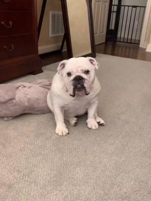 Bop bop’s busy life! #englishbulldoglover #englishbulldogsoftiktok #englishbulldog #englishbulldogs #englishbulldogpuppy #puppiesoftiktok #dogsoftiktok #PetsOfTikTok #trendingaudio #followtrain #viral #fyp #whiteenglishbulldog 