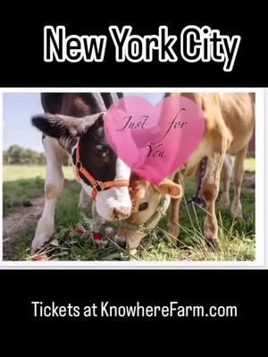 Cuddle Cows in New York City! Celebrate love 💕 this February with a one-of-a-kind experience for the cow lover in your life! Join Riverdale Stables with Knowhere Farm for Cow Cuddles featuring Moo and Herbie, two of our lovable cuddle cows, who will add magic to your celebration of love 💕.In partnership with Riverdale Stables, we’re offering a limited number of cuddle sessions in honor of Valentine’s Day. Central Park is the perfect place to escape the city into nature without the hassle of actually leaving the city.  #CowCuddles #CentralPark #FarmExperience #RiverdaleStablesEvents #CuddleWithCows #OutdoorActivities #CityMeetsFarmLife #CowTherapy #UrbanFarmAdventures #FarmAnimals #UniqueExperience #RelaxWithCows #FarmDayOut #CentralPark #CowHugs #RiverdaleFarmExperience #FarmLifeInTheCity #AnimalTherapy #CowLove #PettingZoo #Nature #CityFarmEscape #RiverdaleAdventures #FarmTherapy #NYC #NewYorkCity #NewYorkCityParks #ValentinesDay #PetACow