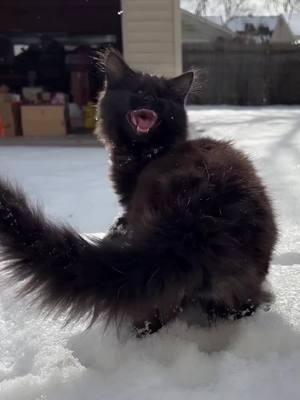 Coraline’s first snow! She is a little snow bunny! (Sorry the video cut out at the end! She’ll have more snow play dates to come now that I know she likes it!) #kitten #kittensoftiktok #catsoftiktok #cat #fosteringsaveslives #catrescue #kittens #cats #Love #cute #ahsem #animalhouse #blackcat #handicat #blindcat #coraline #snow #snowbunny 