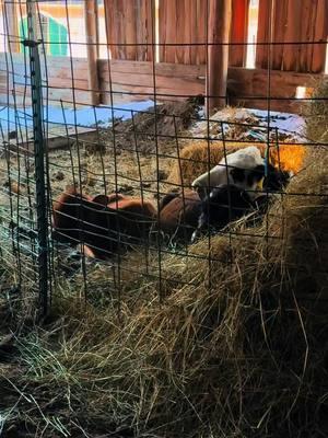 Everyone is always on their best behavior… and then there’s Tammy. #dammittammy #leamansgreenapplebarn #7generationfarm #michiganfarmer #goatsareawesome #goats #goats🐐🐐🐐 #farming #familyfarm #loveanimals #farm 