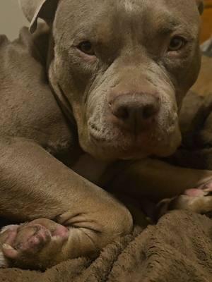 Waking Up With Mom At 5am 🐾❤️🐕 #americanbullybreed #bullybreed #dogsoftiktok #PetsOfTikTok 