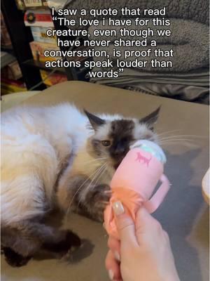 love this cat So much🥹🥰🐱 #catmom #catmomlife #birmancat #lover #foryoupage #fyp #makeeverysecondcount #actionsspeaklouder 