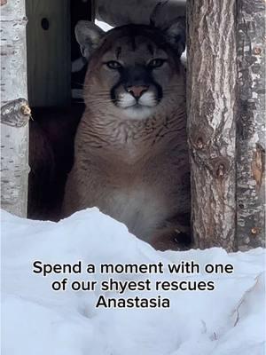 How about this for a Wild-At-Heart meditation? #cougar #wildcat #bigcat #bigcats #animalsanctuary #animalrescue #catrescue #wildcatsanctuary #snowday #minnesotasnow #rescuedcat 