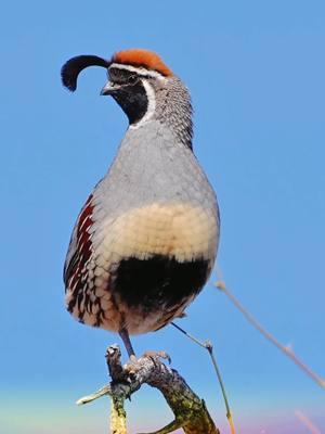 Antenna on its head—trying to receive signals from alien birds? The Gambel's Quail (Callipepla gambelii) is a small, ground-dwelling bird native to the southwestern United States and northern Mexico. Known for its distinctive teardrop-shaped topknot plume, this quail has a gray body, chestnut flanks, and a scaly-patterned belly. Males are more vibrant, with a black face and throat bordered by white. They thrive in arid desert habitats, often seen foraging in groups called coveys. Primarily herbivores, they feed on seeds, leaves, and berries. Famous for their quick, running movements, Gambel's Quails prefer fleeing on foot over flying when threatened. #gambelsquail #beautifulbird #birds #DidYouKnow 