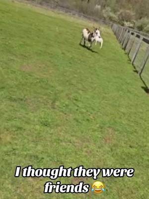 That’s how they play 😂 #animalsoftiktok #animals #failvideo #fails #funnymoments #afentertaiment #fyp #viralvideo #horses #unitedstates 