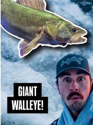 Walleye Wednesday brought to you by this ABSOLUTE MEGA! Who remember’s this sweet catch from Nick Lindner? Lake Winnipeg produces some mean ones and greenbacks are known to MUNCH RIPPIN’ SHADS! ! 👀👊💥🎣 #TeamNorthlandTackle #WeAreWalleye #Walleye #Walleyes #WalleyeFishing #WalleyeNation #IceFishing #IceFishingNation #IceFishingLife #Fishing #FishingLife #FishingTikTok #FishingTikToks #FishingVideo #FishingVideos #IceHouse #fyp