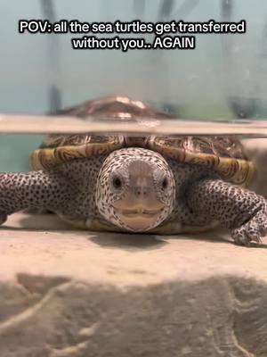 Spotty the Terrapin or Sid the Sloth? #iceage #diamondbackterrapin #wildliferescue #rescuerehabrelease #nmlc #fyp #marinewildlife #foryoupage #nationalmarinelifecenter 