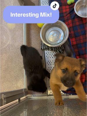 Have you ever wondered what an Australian Cattle Dog mixed with a Shih Tzu looks like? 🤔 This accidental litter came in through our Last Litter Program and we could not believe the mix! One thing is certain— they’re pretty dang cute 💜 Adopt a puppy today! View our adorable adoptables at the link in our bio 🐾 #fyp #humanesocietyofutah #adoptablepuppies #puppiesoftiktok #puppies #adopt #adoptme #adoptus #cute #funny 