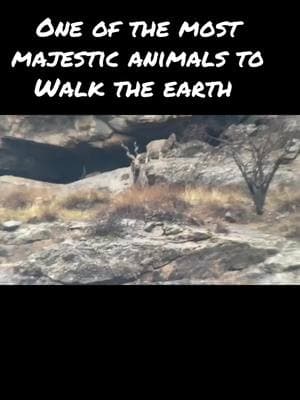 My friend Ayub from Tajikistan took this awesome video of this incredible Markhor on the border of Afghanistan. Only a hunters will truly appreciate the rarity of these incredible animals. #markhor #ibex #tajikistan #afghanistan🇦🇫 #conservation 