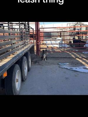 Left over heifers #mountainhcattle #bangsvacc #heifers #vet #towntrip #leash #rancher #ranchdog 