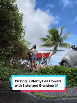 Picking butterfly pea flowers with my sister and grandma 🤍 🦋 #fyp #foryou #foryoupage #family #butterflypeaflower #pickingflowers #sister #grandma #hawaii 