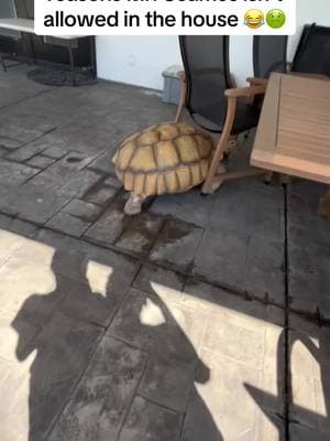 Unfortunately he is untrainable (they can’t be potty trained) and when he has to “go” he will do it whenever and wherever 😂#africansulcata #bulldozer #aggressivetortoise #dinosaur #destructive #nope 