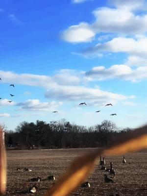 They had a lot to say this afternoon! #flightcancelledoutfitters #moltgear #sitkagear #americanraisedoutdoors🇺🇸 #guide #fyp #foryoupage #rogerssportinggoods 