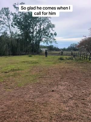 I love that he comes when I call for him so I don’t have to walk way out to find him 🤣❤️ . . . #horse #mustang #blmmustang #devilsgardenmustang #gelding #bayroan #roan #horsesoftiktok #horsetok #horsefyp 