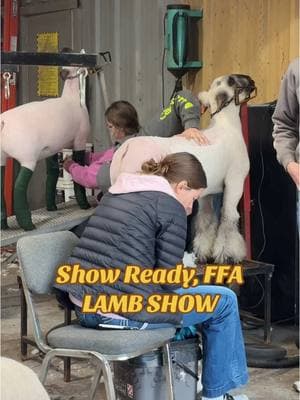 Getting many lambs bathed, washed & clipped.  Show tomorrow. #grooming #sheepgrooming #youthchampion #breedchampion 