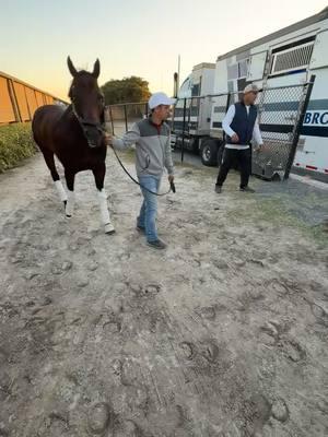 #horsetransport #brookledgehorsetransportation #horsetrailer #massfollowing #massfollowing🔥🔥 #horsesoftiktok🐴 #racehorses #thoroughbredracehorse #thoroughbred #horses #horsehauler #horsesoftiktok🐴 