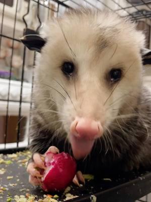 In case this is goodbye, hope it makes your day brighter. 💔 TikTok is a reason for Poe living a long and healthy life and not ☠️ the day we found him in the woods. This amazing community worked to help us find people who knew how to keep alive.  We never thought we might have to say goodbye to this incredible platform but it’s seems we might.  Hopefully, this compilation of Poe eating helps make your day better.  If you still want to help spread the word that opossums aren’t as bad as we were told you can catch him other places 📲 if you don’t want to miss the 📕 then 📩.  It’s been real!  #tiktokban #tiktokrefugee #babyanimals #rescueanimals #possum #possumsoftiktok #kidsbooks 