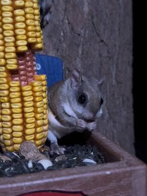 Flying squirrels are not afraid when I’m just a couple feet from them. #flyingsquirrels #flyingsquirrel #squirrels. #kingsyard #squirrelfeeder 