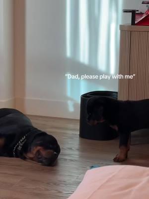 #rottweiler #rottweilersoftiktok #dogs #puppy #rottie #rottweilerpuppy #rottenrottie #babydog #fatherandson #germanrottweilers 