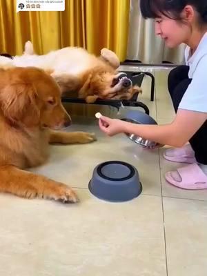 Trả lời @@Cruzito# Cute dog #dog #dogvideos #doglover #pet #lovepet #funny #fypシ゚viral #smartdog #viraltiktok #comedia #foryou #cute #trending #foryoupage #dogs #vairal  @pet cute  @pet cute  @pet cute 