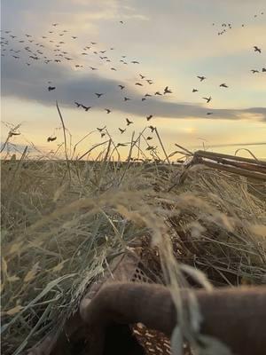 Oklahoma dark geese have been giving it up all week! #eastcoastwaterfowl #duckdog #okalahoma #centralflightoutfitters 