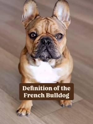 They make us feel all of the emotions 🙃🙃🙃 Credit: @Karl + Kevin  . . . . . . . . #dogbabylove #frenchiebulldoglove #frenchiesoftiktok #frenchiepuppy #frenchiepuppylove❤️ #frenchiepuppy #frenchiebabyy🥰 #frenchiepuppylove❤️🐾 #frenchiesoftiktok🐾💕 #frenchbulldog #frenchiepuppy❤️ #animalsoftiktok #frenchiesoftiktok🐾💕 #dogsoftiktok #frenchiepuppy 