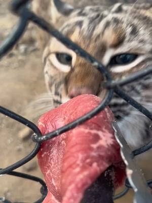 Steaks for the bobcats  #catsanctuary #steak #catrescue #bobcats 