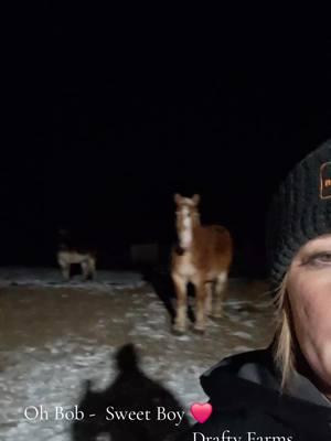 you are so, so sweet #BIGs #belgiandrafthorse #focusonthegood #staypositive #207 #draftyfarms #ourheaven #barnlife #blessed #mainelife #Bob 