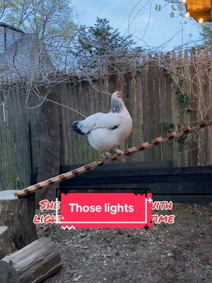 #chickencoop #lights #chickens #chickensoftiktok #backyardchickens #cuteanimals #pretty #happy #pet #petchickens #Love #onthisday #badbunny #si_melly  Music: @Bad Bunny 