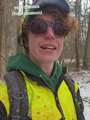 check out my hemlock videos for more deets on the bug #queer #Forestry #hemlock #conservation  #HemlockWoollyAdelgid #invasivespecies 