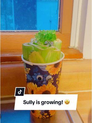 Regrow celery! Just cut it, pop it in water, and watch the magic happen! Perfect for a little kitchen gardening experiment. #sustainableliving #regrowyourfood  #celeryhack #regrowveggies #KitchenGarden #Sustainability #plantlover #easygardening #diygardening #greenthumb #foodiefun 