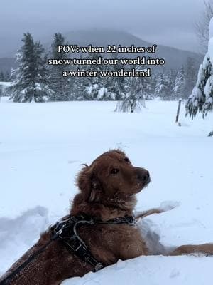 best snow day ever #snowsquall #dogsoftiktok #dogtok #doglife #goldenretrieverlife #puppiesoftiktok #ticktok #trending #upstateny #goldenretriever #snowday #wintervibes 