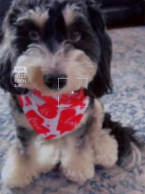 If TikTok truly ends, it’s not just the app we’ll miss—it’s the incredible community of love and laughter over our pets that made it unforgettable. 🐾❤️ #SaveTikTok #PetCommunity #LifeOfMika #PawsAndLove #PetLoversUnite #TikTokPets #FluffyFriends #DoodleLove #BernedoodlesOfInstagram #PetJoy #FollowMe