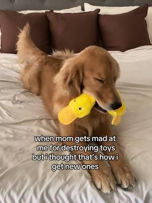 make it make sense??? #goldenretriever #goldenretrieverlife #dogtok #dogsoftiktok #goldenretrieverpuppy #dogmom #teenagedog #cutegoldenretriever #chicago #dog #charliethegolden 