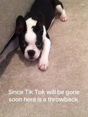 Throwback to Lewis and his shenanigans in honor of one week left with Tik Tok #puppy #lewis #dogsoftiktok #dogfails