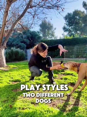 PLAY IS SO IMPORTANT!!! It can be difficult to teach play as every dog is an individual. And what their humans are willing to do with them may be limited. How I play with a lower toy-driven dog vs a higher toy-driven dog is pretty different. And those styles of play may change depending on the context and/or over time. For example, I had accidentally “made” Rain obsessed with a ball, especially while around other dogs (I took her to dog parks and beaches for “fenced in” areas to run). I didn’t realize that was the main time she got to chance the ball was only around other dogs. So we had to completely change how we did everything to work on that for about a year or so. Now, her legs aren’t as strong as they used to be, and she doesn’t care much to chase the ball. So I actually use a lot more teasing and even chasing into our play sessions (I do NOT recommend chasing your dog with a toy unless you have damn near 100% recall trust). Stryker was naturally pretty wary of his resources being taken away. So we really worked on the switch game, immediate throws when he dropped, and we built fun in the game of tug. In order for me to grab the rope, I’d get really still and “boring”, avoid eye contact, avoid chasing, and wait for him to come close enough for me to take the rope-pause, the cue him “okay” to begin the game and activate me. Within each of these play styles there are so many nuances. Just like most dogs. If you have a new dog, please be careful and observe their preferences, then play accordingly. . . . . #dogtrainer #DogTraining #playwithyourdog #dog #belgianmalinois #play #fun #kid #training #share #happydog #fulfilled #authenticity #authentic #alignedk9 