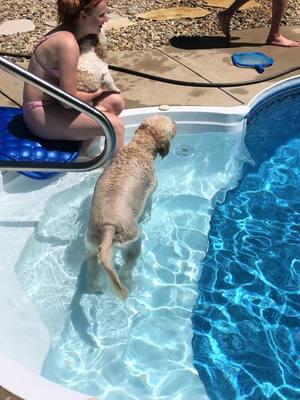 This sound has me 😭. My Murphy boy will be 12 in June! I just love him so much! ❤️ #mansbestfriend #girlsbestfriend #dogmom #dogswimming #dockdivingdogs  #doodlemom #goldendoodle #bestdog #CapCut 