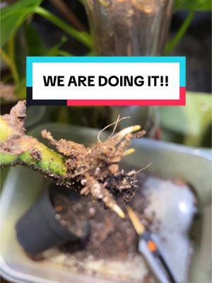 WE ARE DOING IT!! Will she last?  #albo #monstera #chopandprop #plantcuttings #monsteradeliciosa #plants #planthacks #tissueculture 