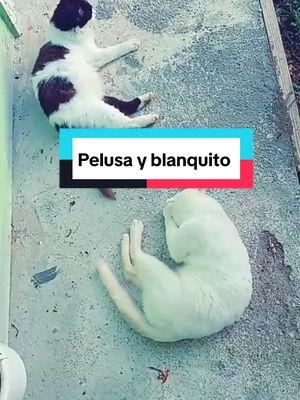 #Recuerdos #mascota #catsoftiktok #cat #gatos #pelusa #miaw 