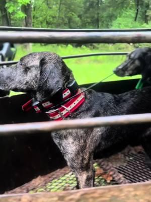 Everybody ought to watch dogs work atleast once in their life, then they would understand just how much they love what they do! #workingdogs #CapCut #rebeljoeoutdoors #southerncrosscutgear #houndrecoveryantenna #blackbetty @Nikki 