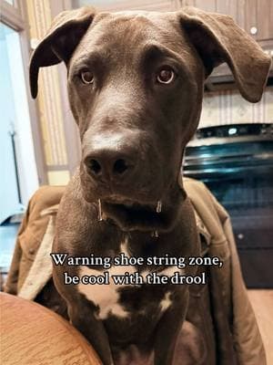 he saw me eating a strawberry 🍓 #fyp #trend #dogdrool #shoestrings #dogmom #dogdad #furbabiesoftiktok 