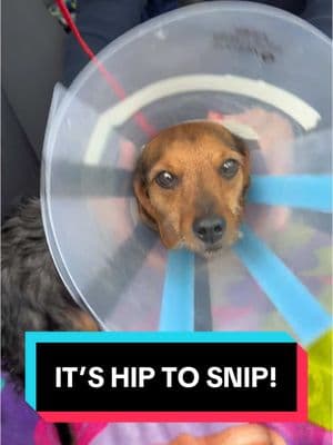 It’s hip to snip! #spayandneuter #neuter #fosterdog #dogrescue #rescuedog 