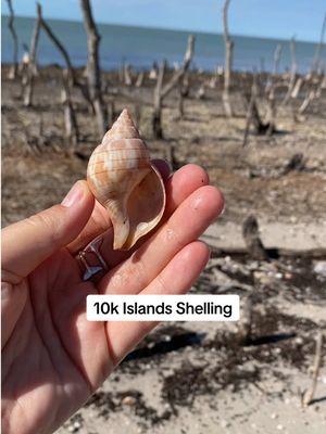 Replying to @sara 10k Islands shelling tour with @Everwatercharters 🐚🏝️ Use code letsgoshelling for $5 off a 4-hour shared shelling tour! #shelling #tenthousandislands #kiceisland #swfl #seashells 