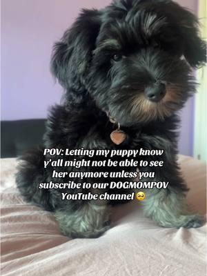 Subscribe to our YouTube channel DOGMOMPOV! View profile to subscribe & watch our latest video 🫶🏾 #tiktokban #dogmompov #dogmomlife #blackpeoplepets #blackwomenlovedogs #dogtok 