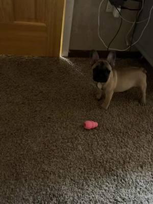 Flashback to when Tillie was a baby gremlin. #tilliethealaskanfrenchie #tillie_thealaskanfrenchie #frenchbulldogsoftiktok #dogsoftiktok #dog #frenchies #frenchiesoftiktok #frenchbulldog #PetsOfTikTok #dogtiktok #fawnfrenchie #frenchbulldogpuppy #fyp #foryoupage 