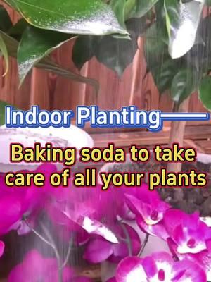 #homegarden #bakingsoda #caretips #houseplants #indoorgarden #plants #planttips #fertilizer #gardening #indoorplants #gardentips 