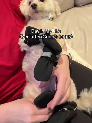 We watch and we don’t judge my Monica closet. #dayinmylife #Vlog #maltipoo #declutter #organize #dogboots @Canada Pooch 