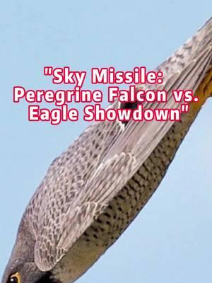 "Sky Missile: Peregrine Falcon vs. Eagle Showdown" #Peregrine #Eagle #animal #animals #animalworld #animaltiktok #foryoupage #fpy 