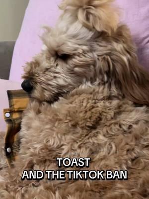 #tiktokban #doodle #narcolepticdog #narcolepsy #tiktokfamous #teamtoast #toastthenarcolepticdoodl 