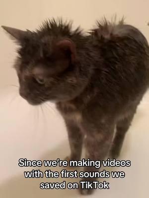 Wow I just got transported back 5 years #pym #showercat #pymtheshowercat #soggy #soggytime #tiktok 